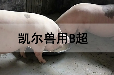 豬場獸用B超機(jī)怎么使用檢查懷孕母豬？