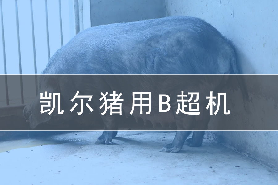 凱爾獸用豬用B超機